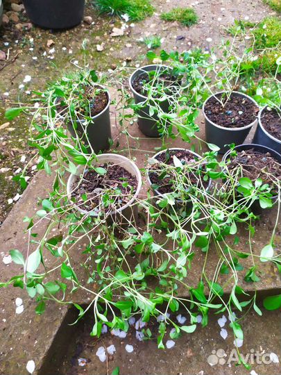 Сапонария базиликолистная, ваточник