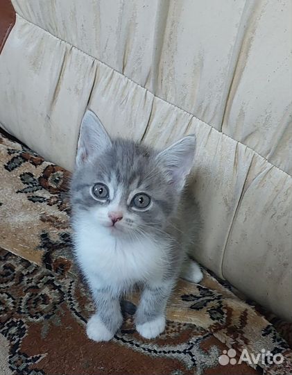 Шотландская вислоухая