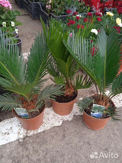 Саговник цикас