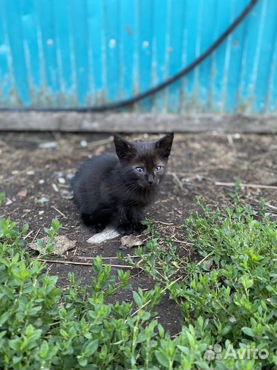 Котята отдам даром