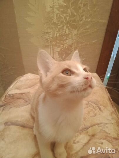 Котенок в дар
