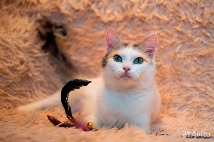 Трехцветная кошка зелёные глаза молодая