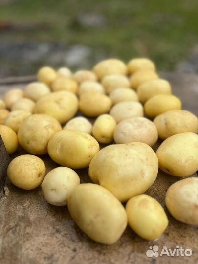 Продам картофель оптом