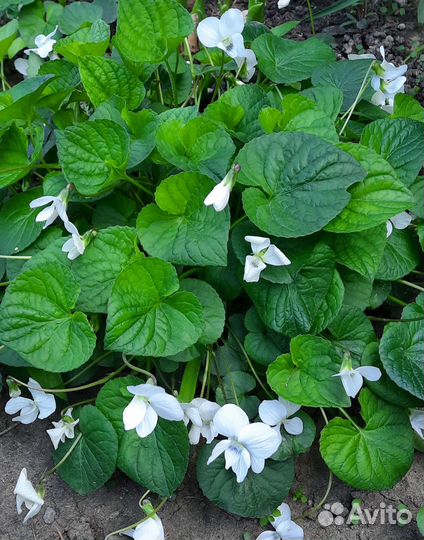 Многолетние садовые цветы