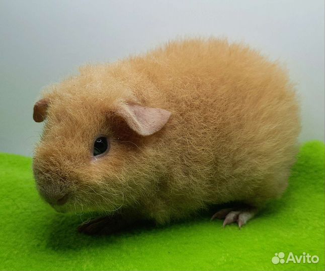 Морская свинка тедди