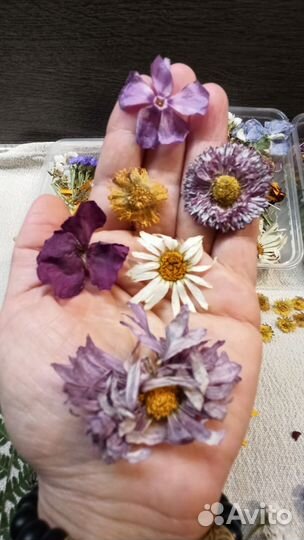 Наборы Сухоцветов 