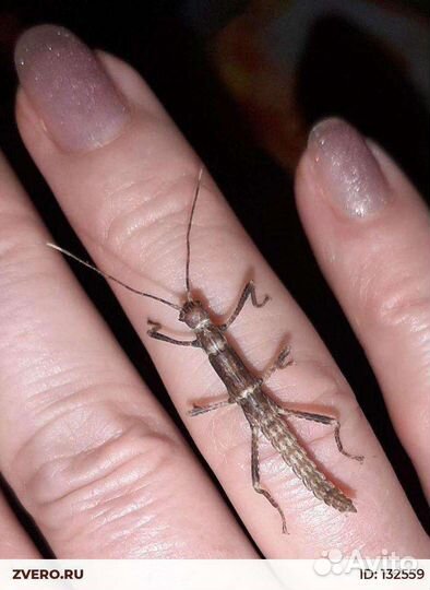 Палочник новогвинейский