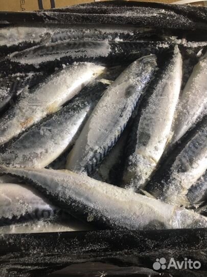 Скумбрия свежемороженая