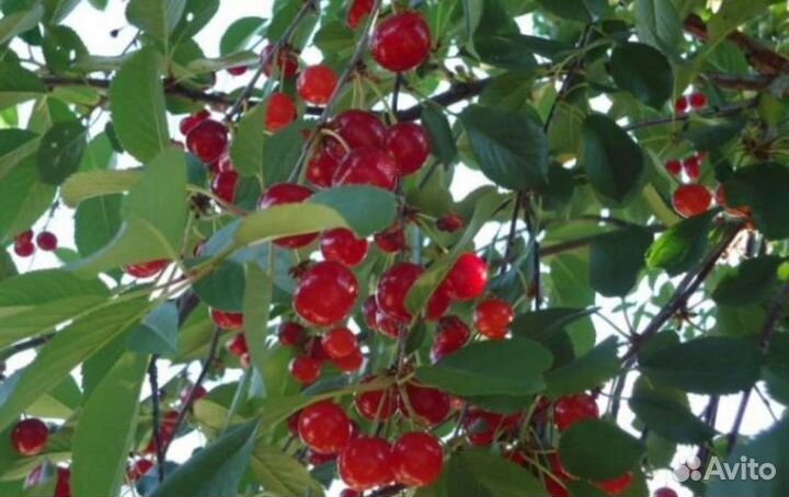 Саженцы вишни