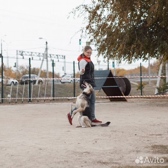 Дрессировка и передержка собак