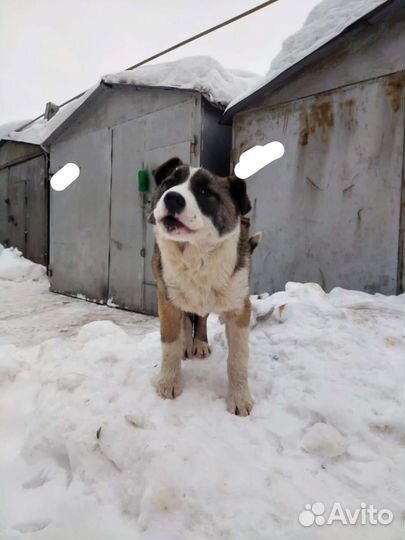 Среднеазиатская овчарка