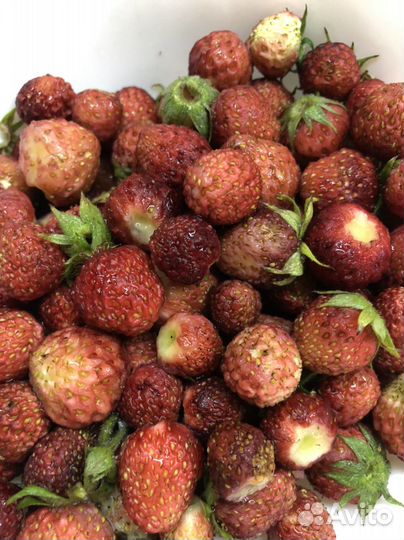 Клубника, Земляника «Диана»