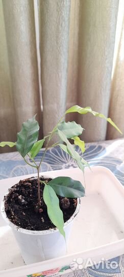 Фикус Бенджамина