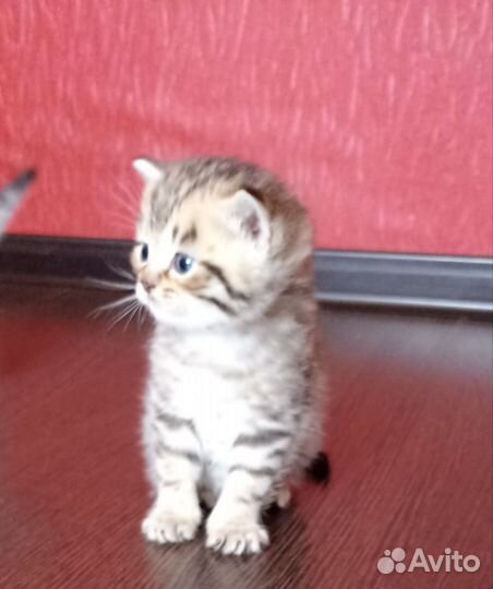 Шотландские котята