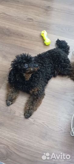 Той-пудель (вязка)