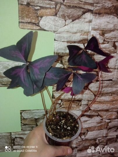 Оксалис, Драцена, бегония