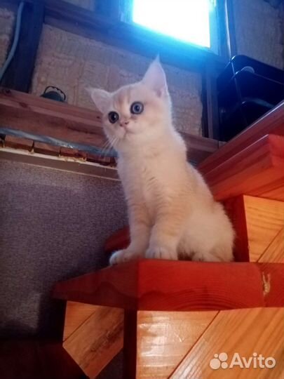 Котенок золотая шишилла
