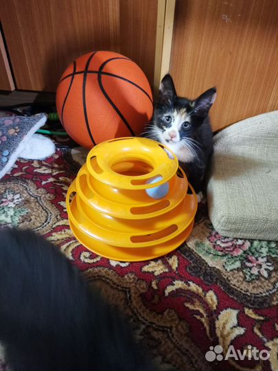 Котята мейн-кун