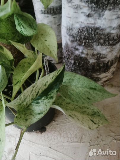 Epipremnum Marble Queen (сциндапсус)