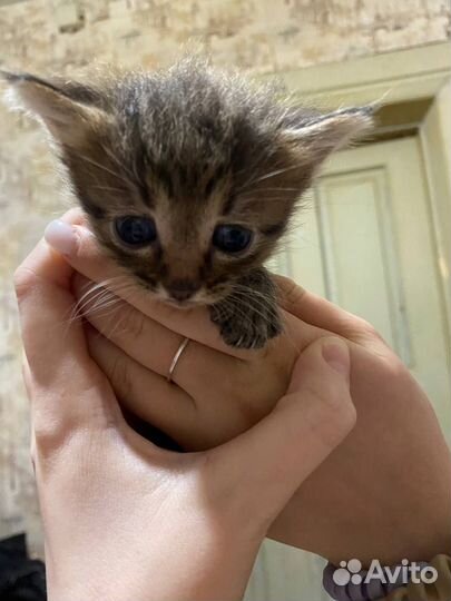 Мейн-кун помесь