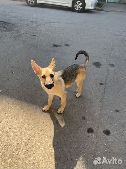 Щенок девочка в добрые руки