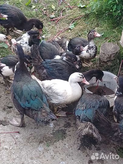 Мускусные утки