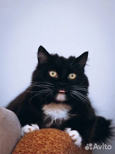 Кошка пушистая