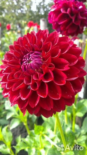 Георгины клубни