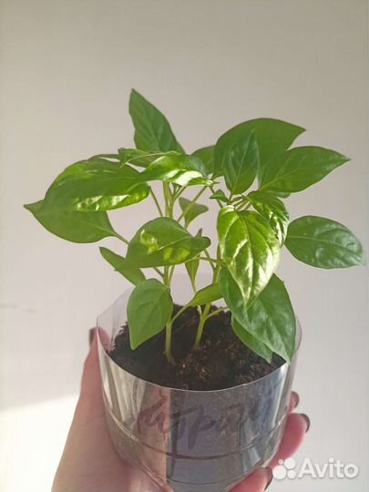 Комнатный перчик