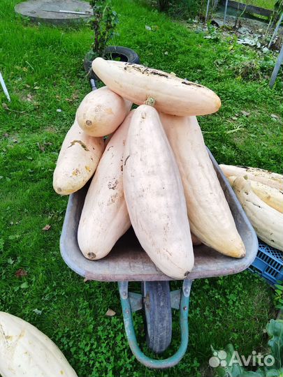 Семена тыквы