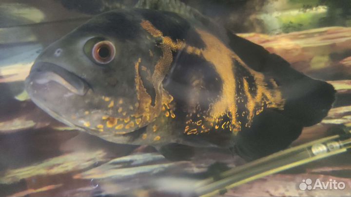 Астронотус, йохани, зебры