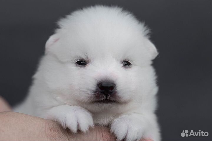 Японский шпиц щенки