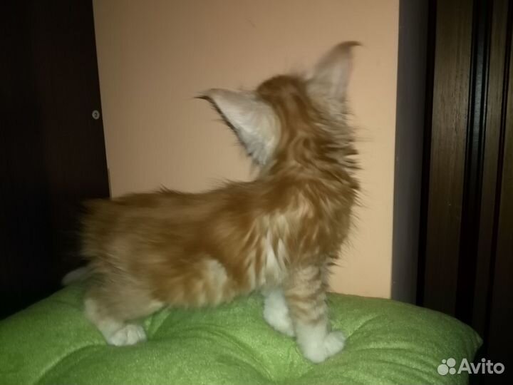 Котята мейн-кун