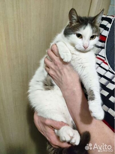 Маленькая Принцесса