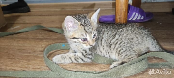 Котятки в добрые руки
