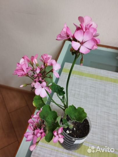 Герань пеларгония