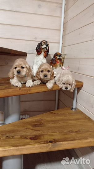 Щенки Американского кокер спаниеля