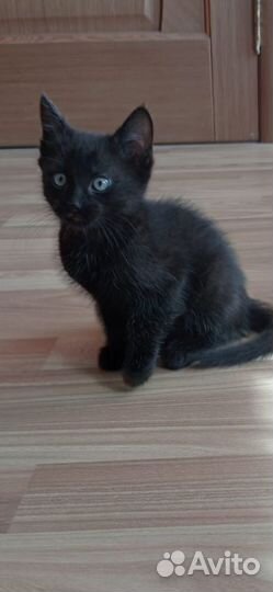 Кошка в дар бесплатно