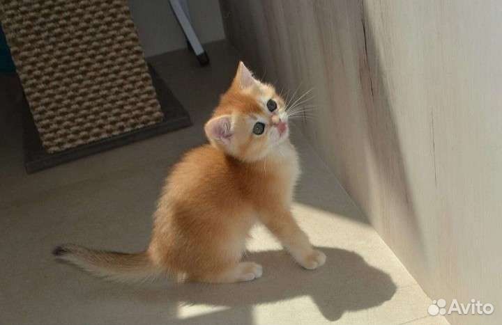 Клубная золотая британочка