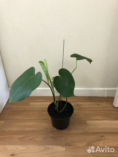 Монстера (детки)