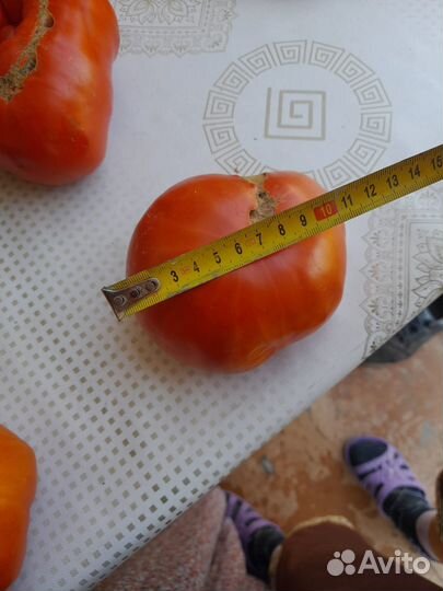 Помидоры