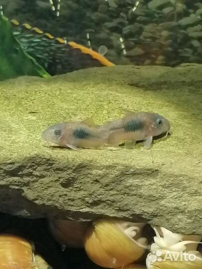 Сомики коридорасы Венесуэле