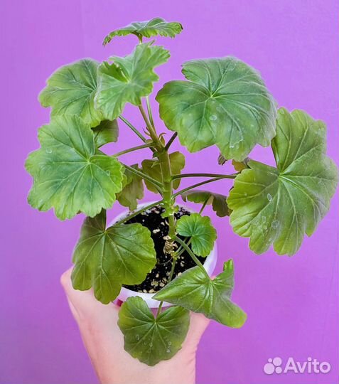 Пеларгонии сортовые