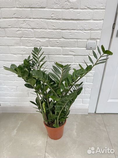 Замиокулькасы