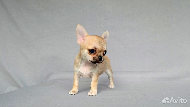 Чихуа девочка мини