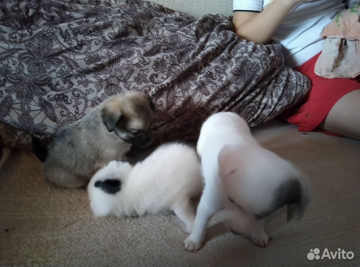 Длинноногий питчер