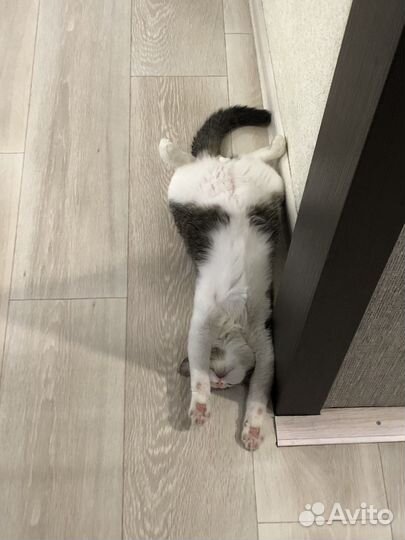 Кошка