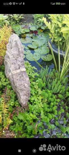 Аир вариегатный и другие водные растения