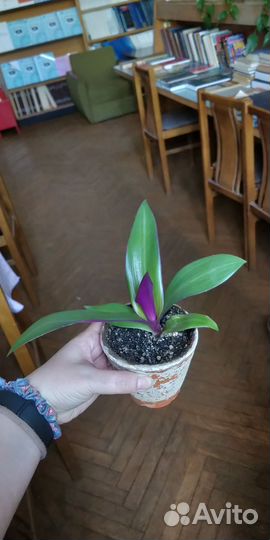 Традесканция рео