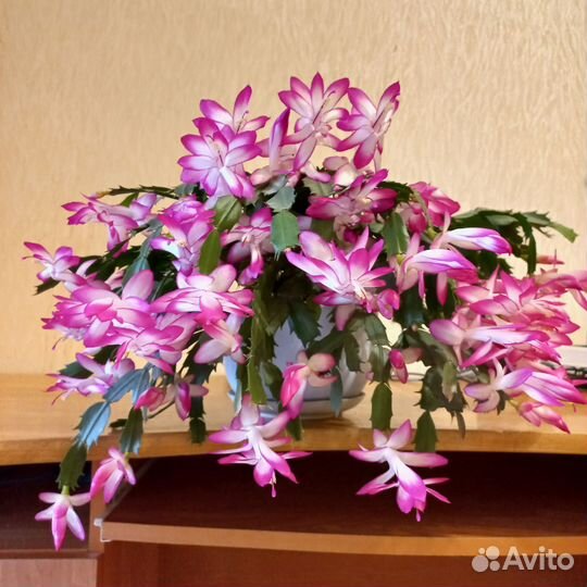 Декабрист шлюмбергера